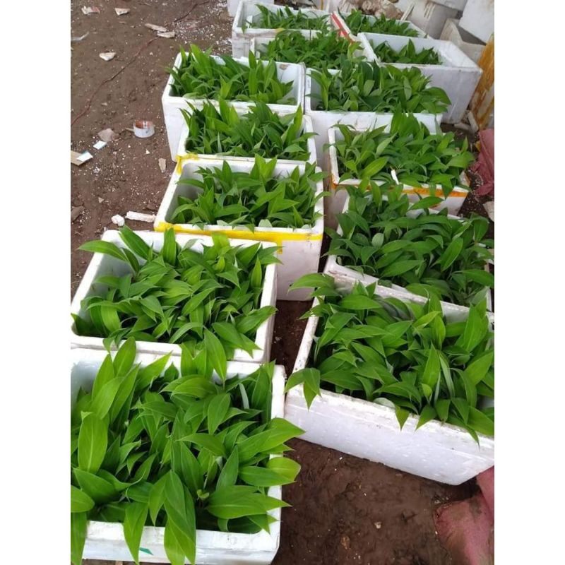 chuối tiêu hồng (chuối già/dà) chuối cấy mô