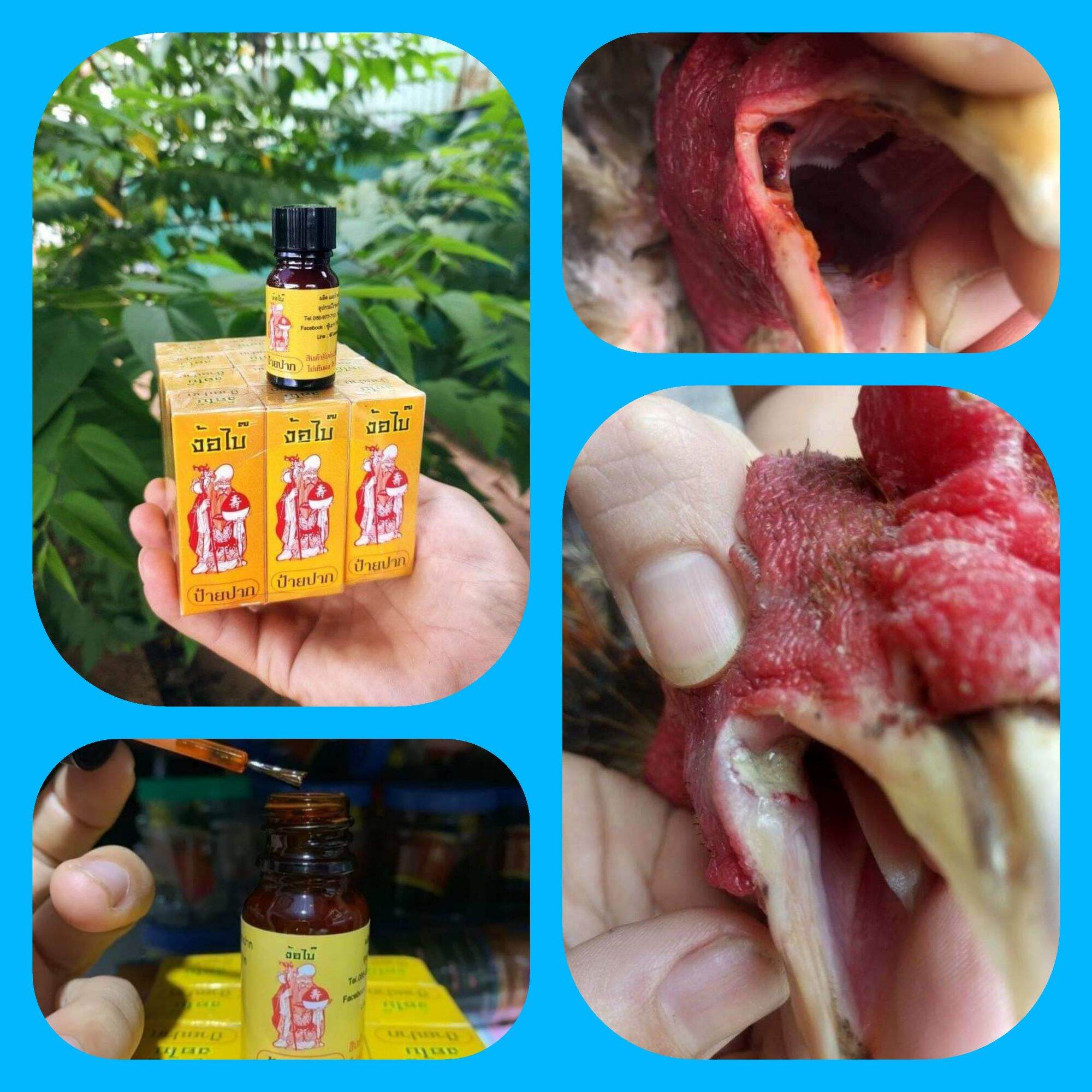 THU..ỐC CHO GÀ KÉN MÉP - xướt mép -- bở mỏ --sói bội cho gà đá hiệu quả cao