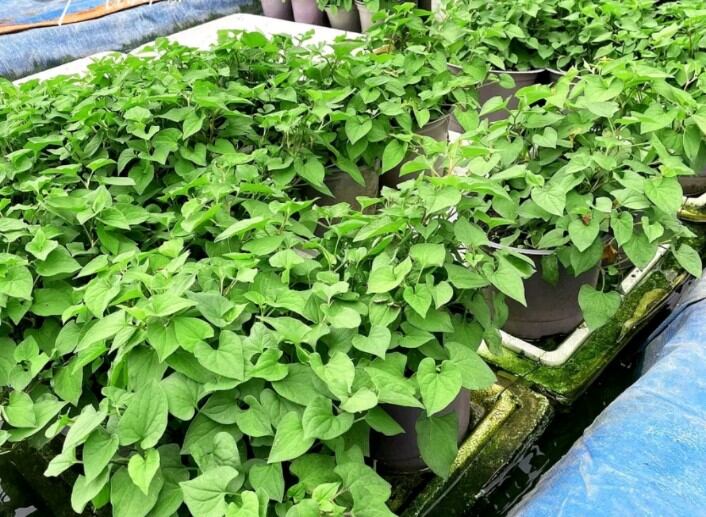 cây rau diếp cá trồng có bầu to