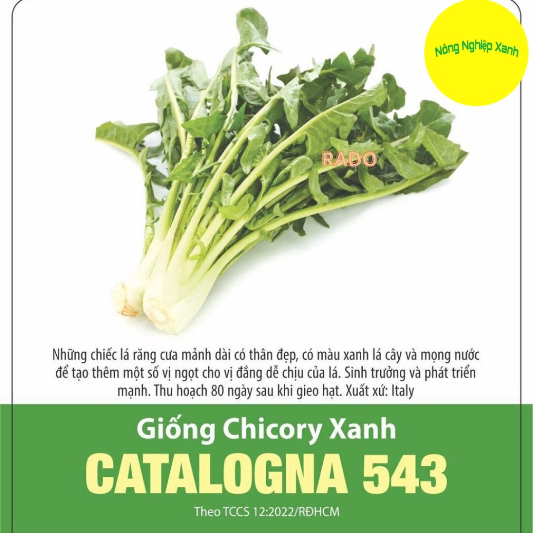 Hạt Giống Bồ Công Anh Chicory Xanh 5gram