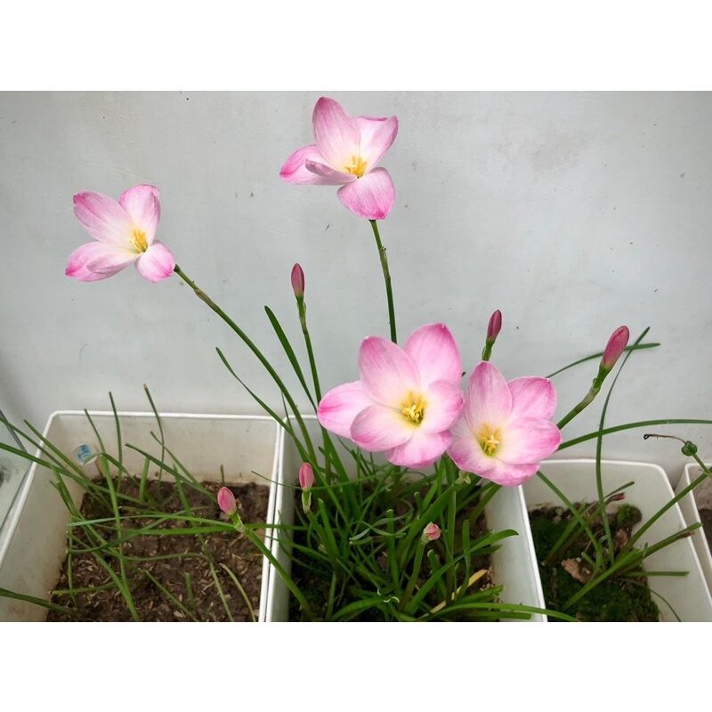 Củ Hoa Huệ mưa ngoại(10 củ ) HOA TẾT