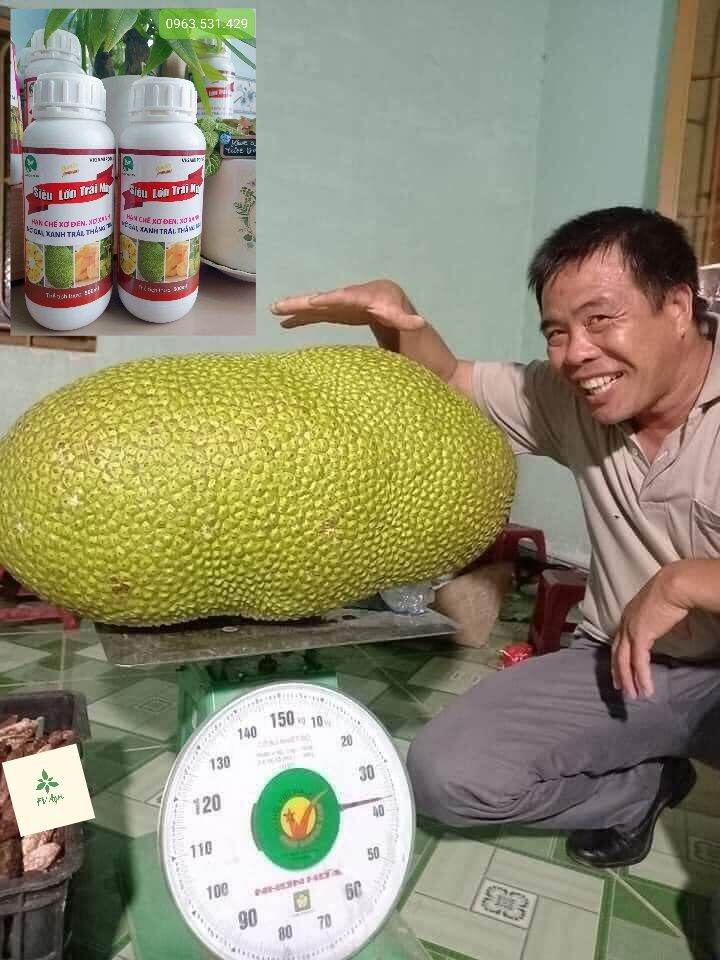 Phân Siêu lớn trái Mít 500ml