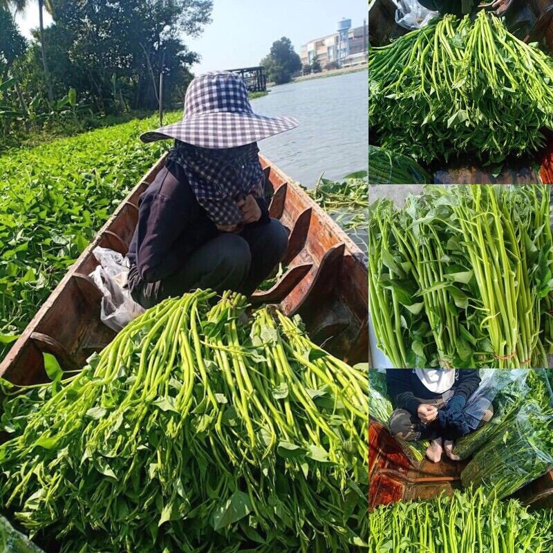 Hạt giống rau muống siêu ngọn, rau muống chum thái lan