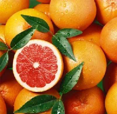 Cây giống cam vàng navel (siêu sớm)