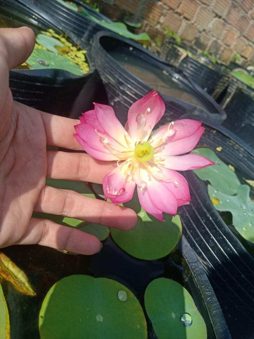 củ giống sen mini nhật