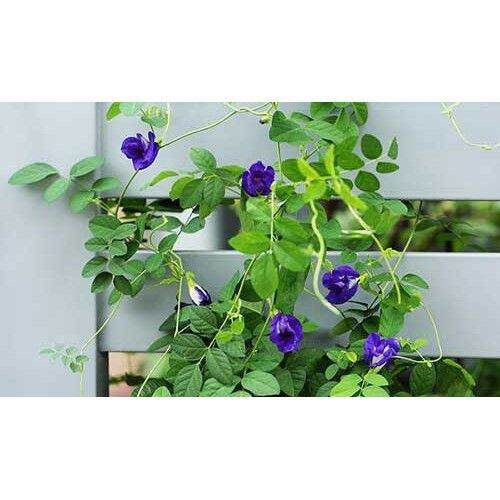 Hạt giống hoa đậu biếc 2gr (40 hạt)