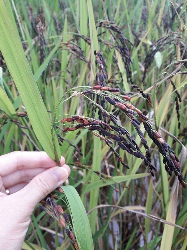 Giống lúa nếp cẩm, tím đen, nếp than túi 1kg