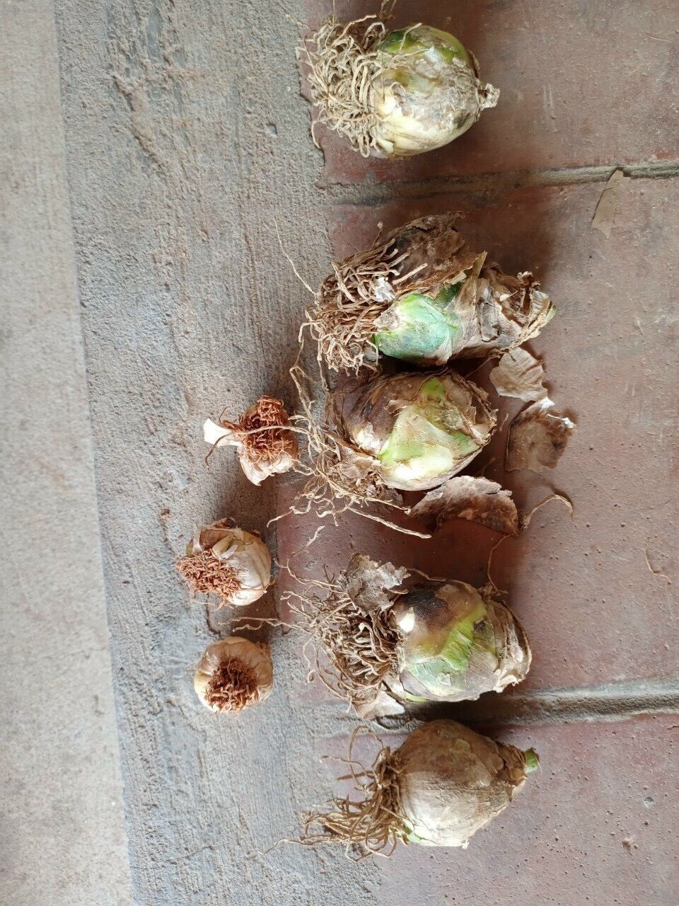Củ hoa thiên Nga mắt ngọc