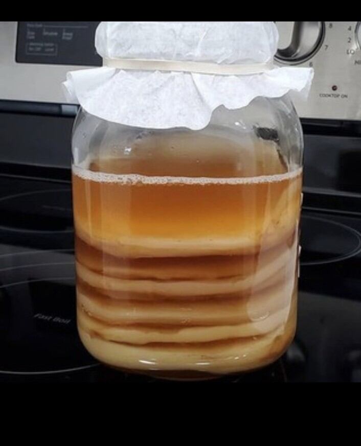 SCOBY kèm nước mồi Con giống làm trà Kombucha