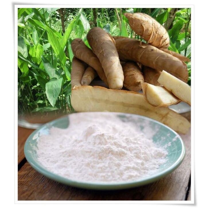 Cây mì tinh,củ dong (chậu giống)