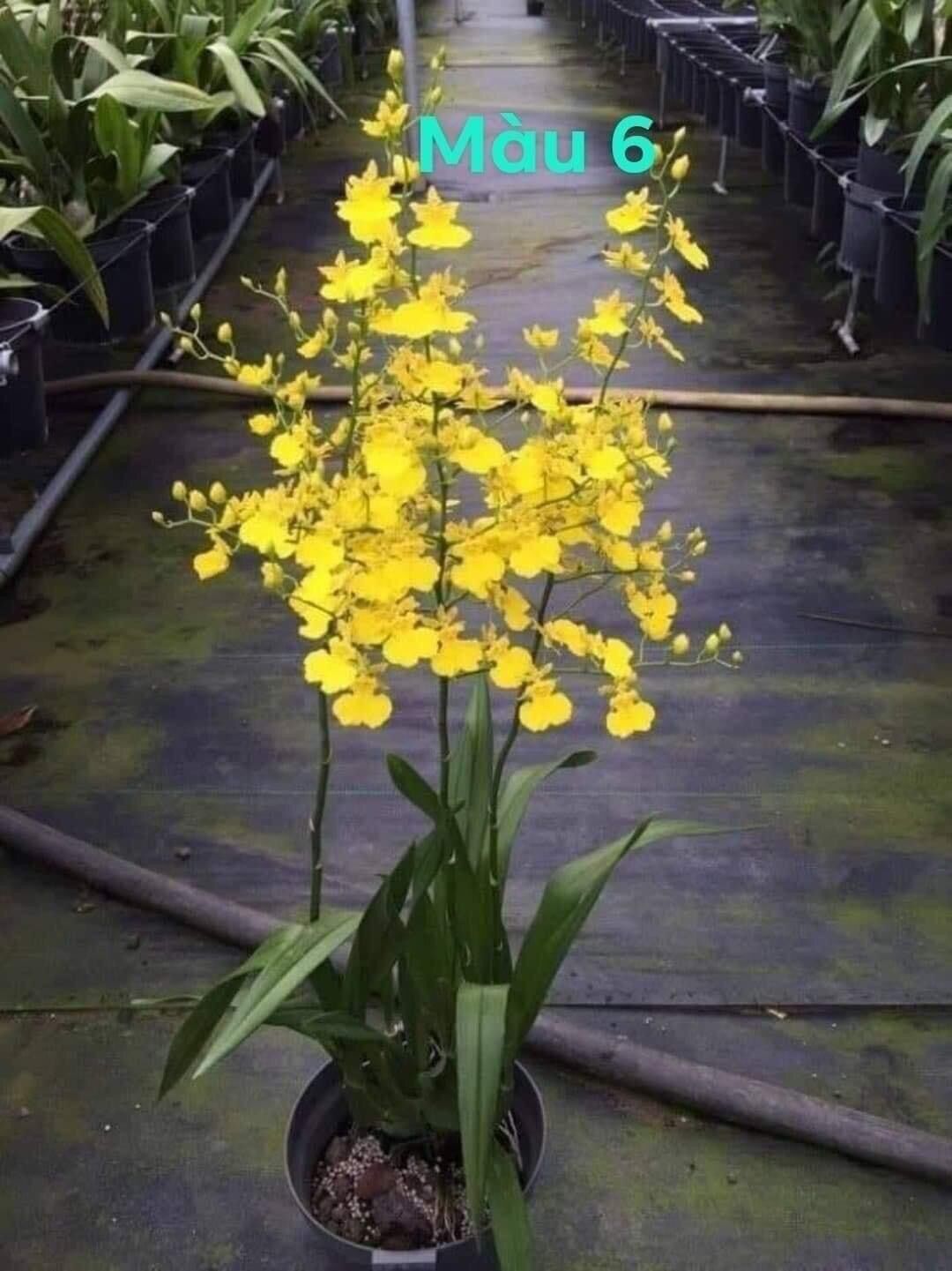Hoa lan vũ nữ hàm cá mập