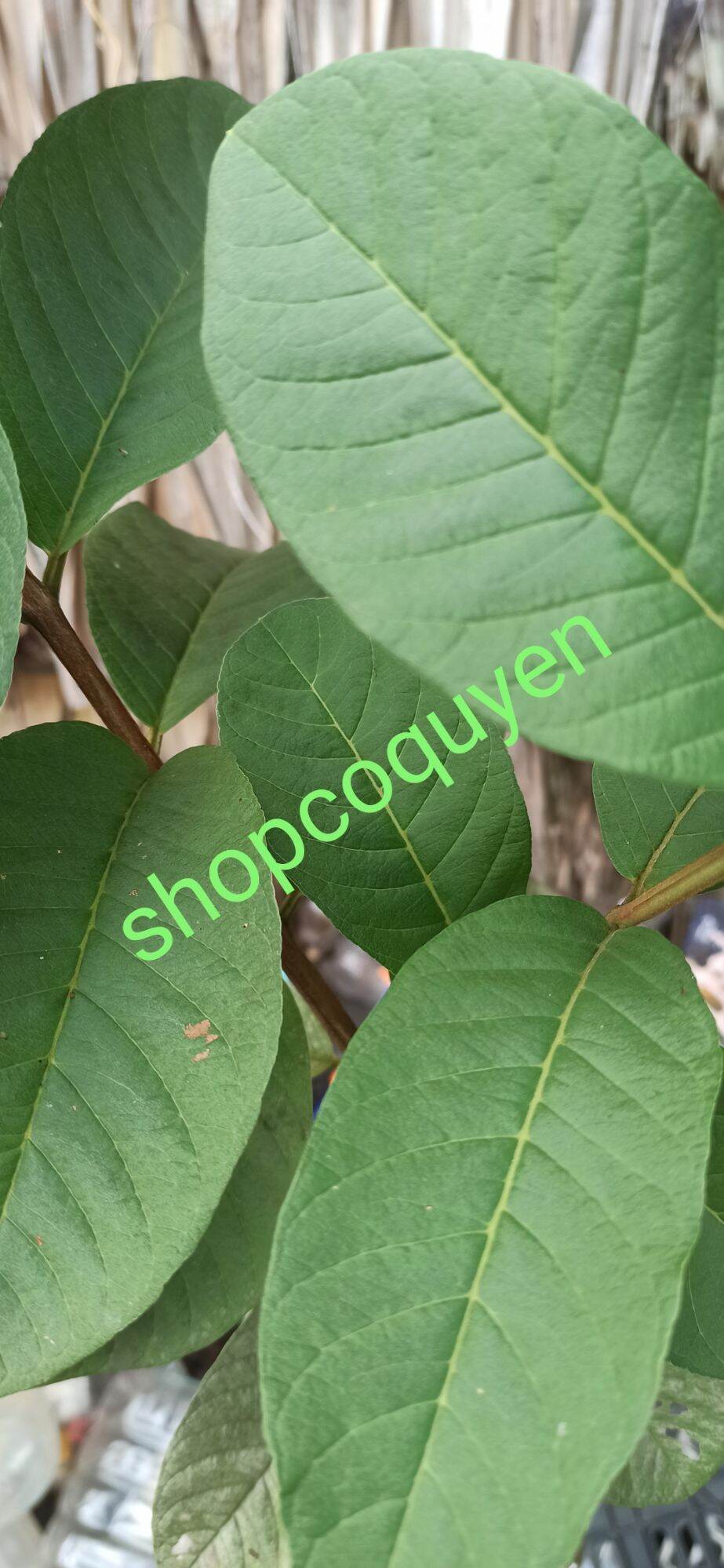 1 kg lá ổi sẻ tươi