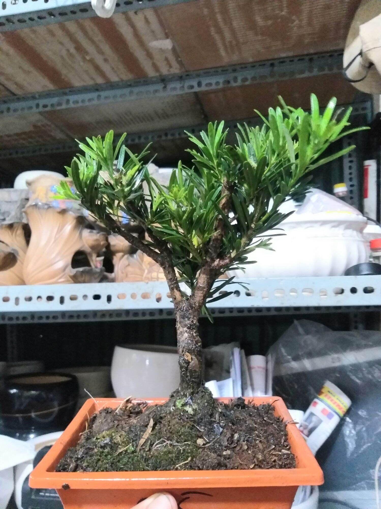Van Niên Tùng bonsai mini