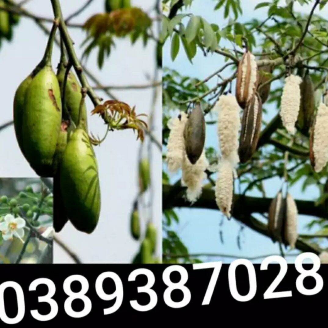 Trái bông gòn, 500g
