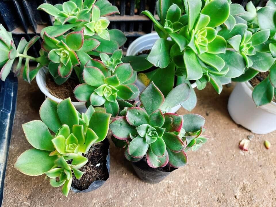 Sen đá 3 màu cute size bầu