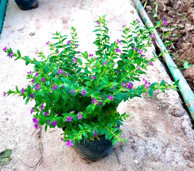 Cây cẩm tú mai gói hàng bao chết