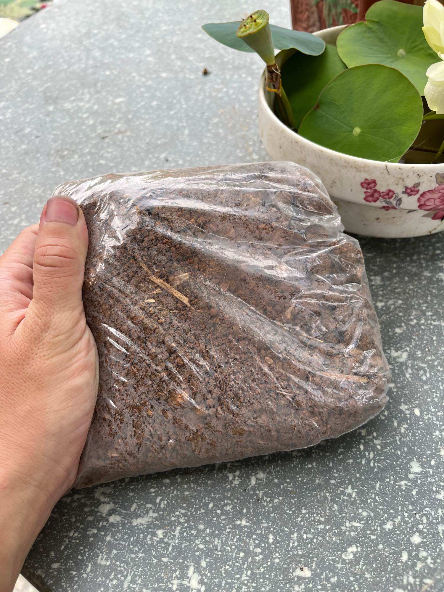 2kg bùn khô trồng sen mini