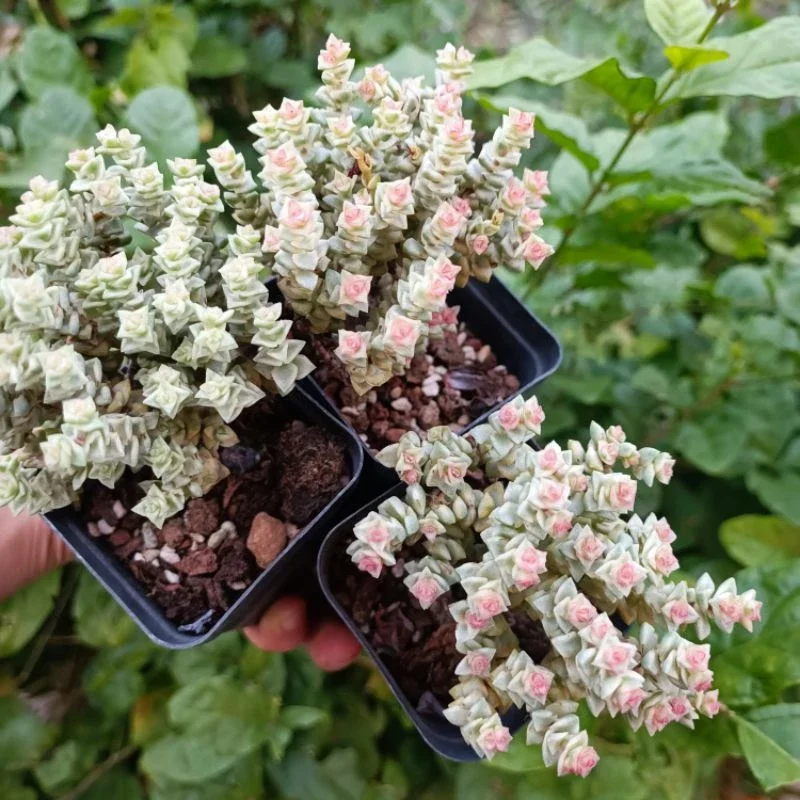 Sale+ Sen Đá Xiên Thịt Var