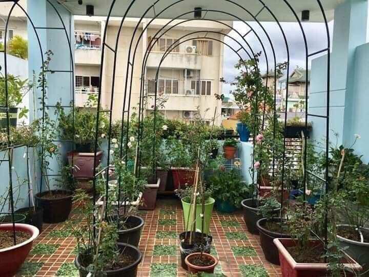 Khung Vòm Hoa leo cây cảnh