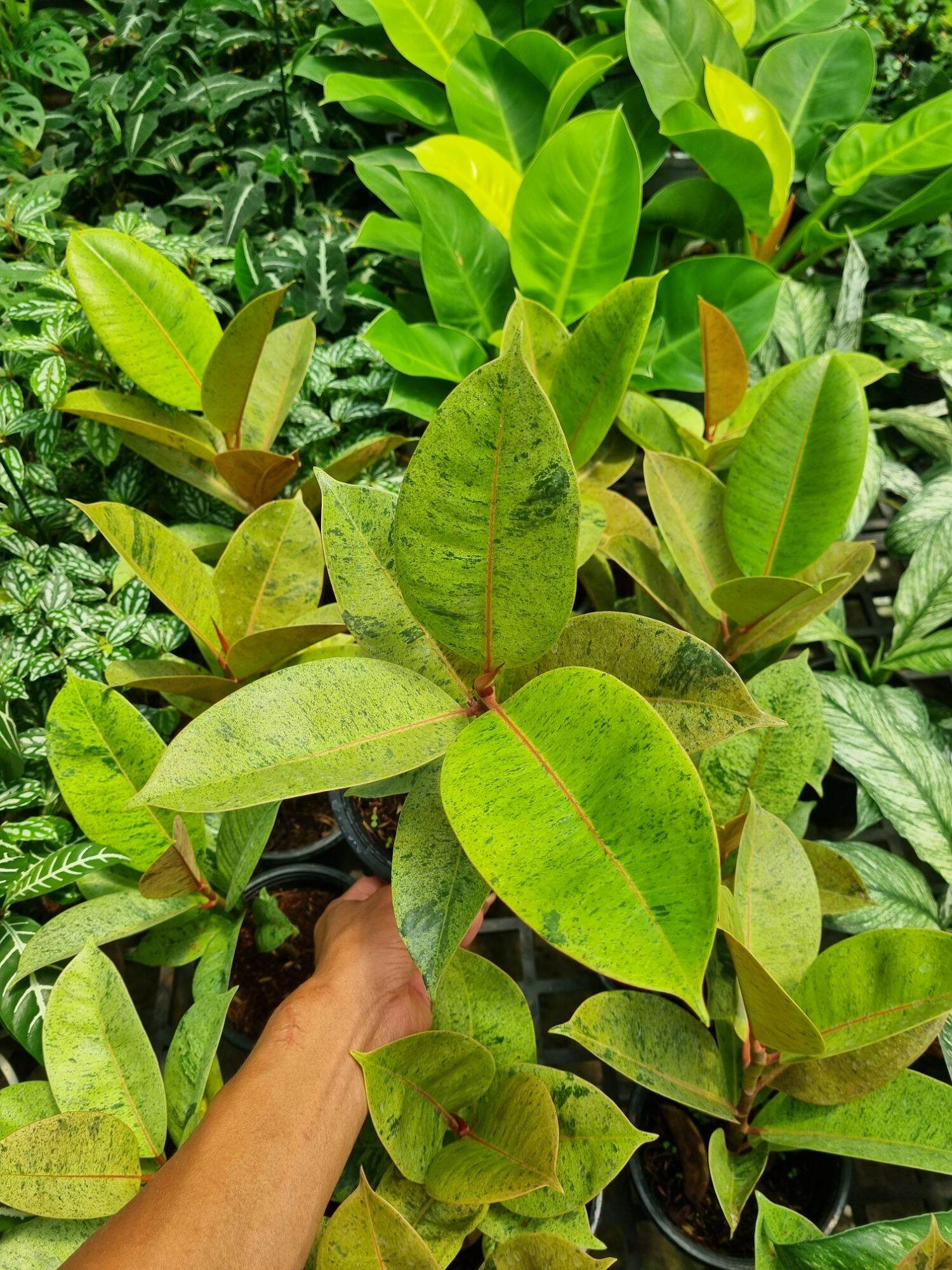 ficus elastica shivereana - Đa shivereana