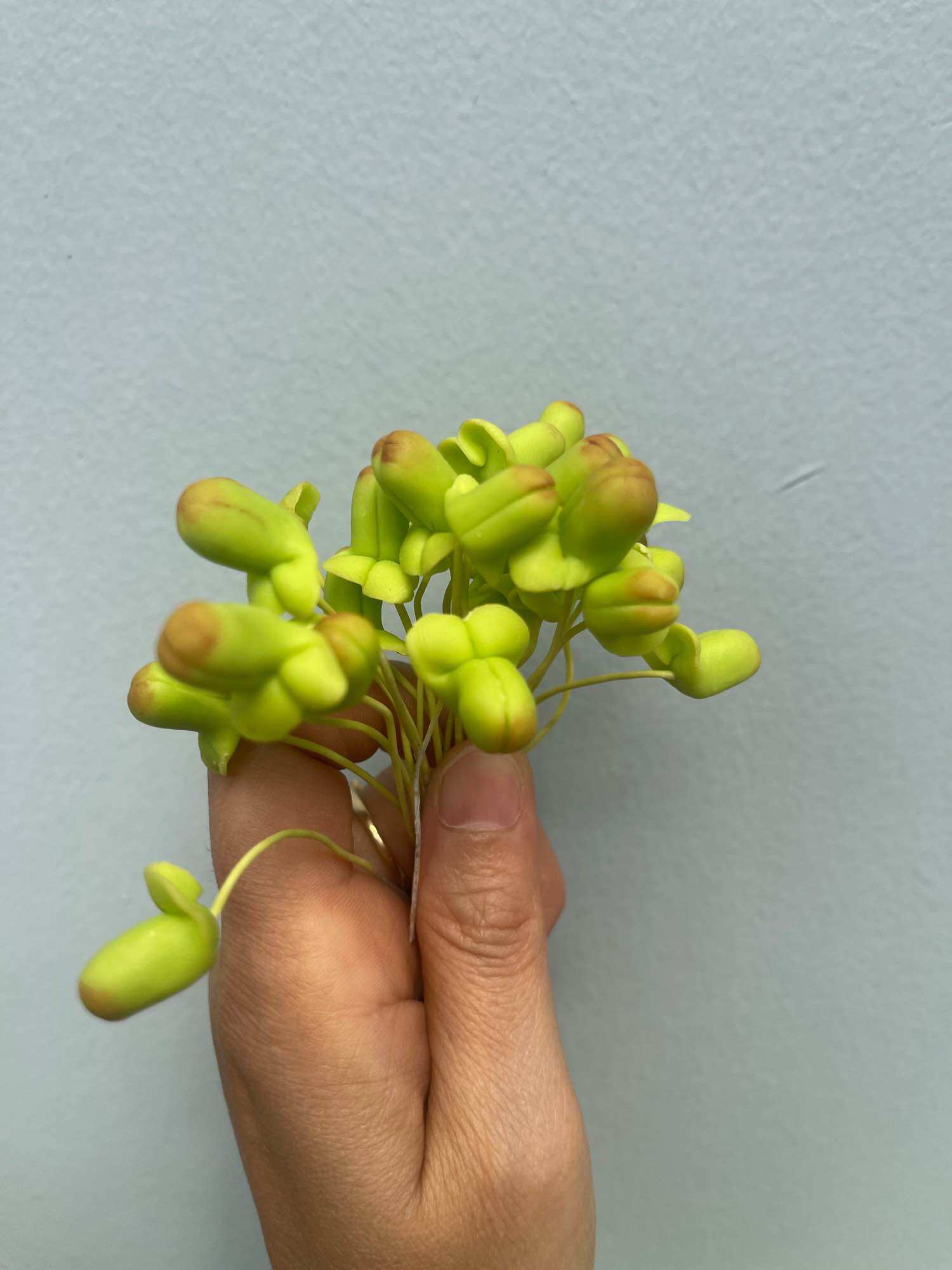 Nụ hoa lan 1 bó 25 cái