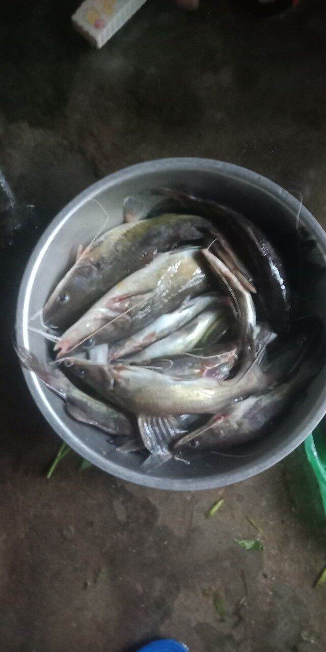 1KG MỒI CÂU CÁ LĂNG CÁ DA TRƠN