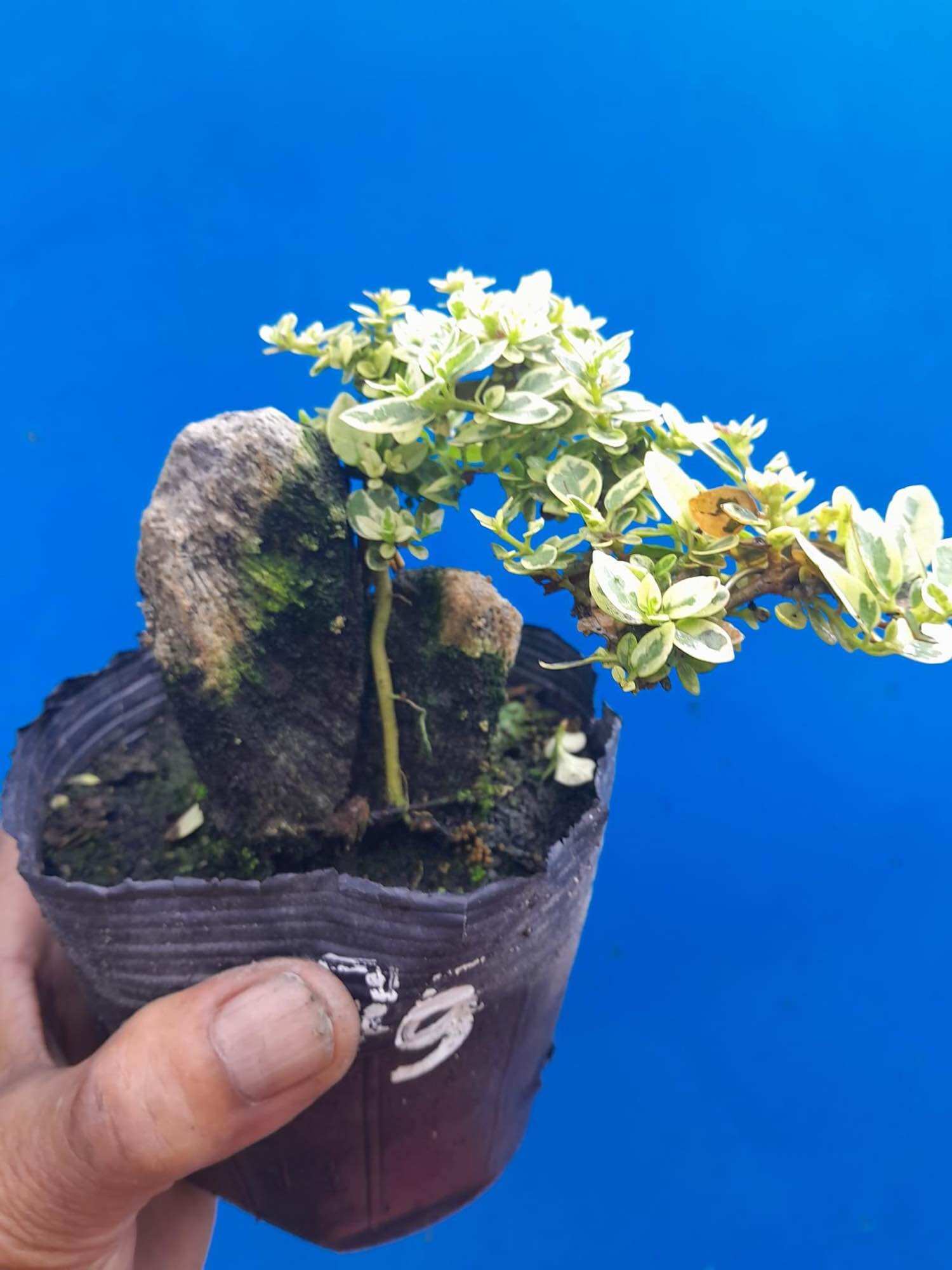 Sam hương lá trắng ôm đá bonsai mini