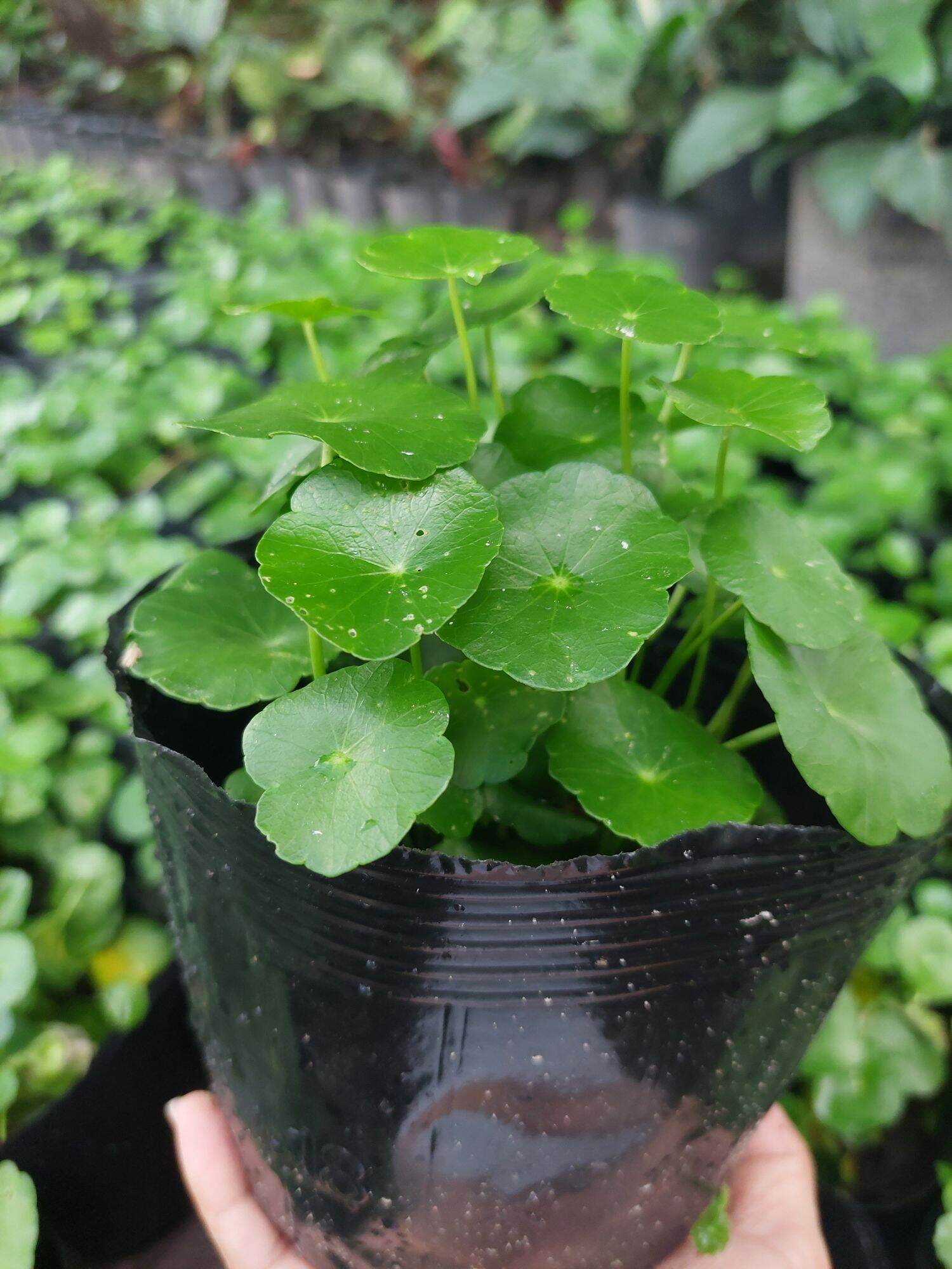 Cây đồng tiền COMBO >20cây/chậu