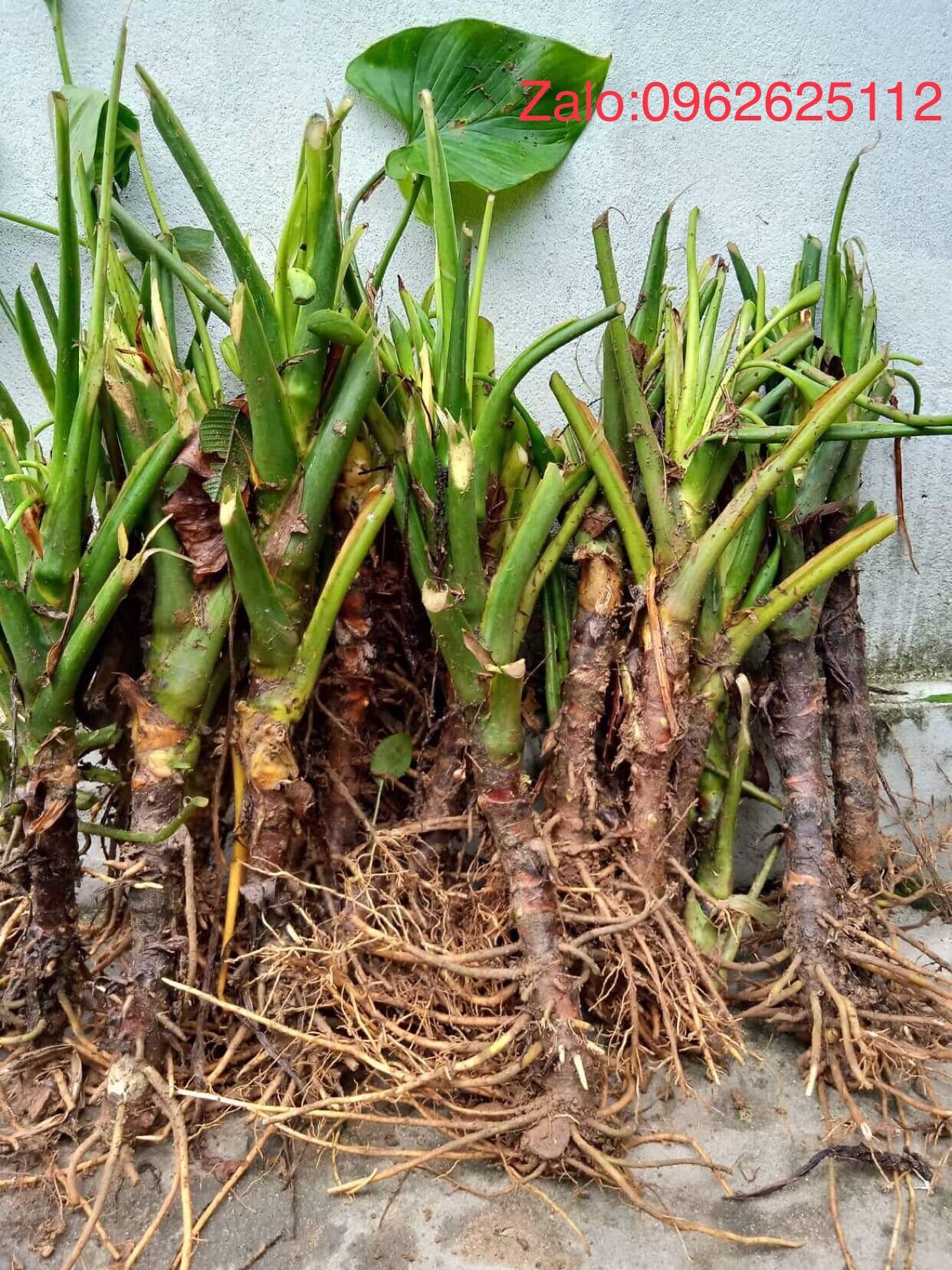 Combo 5 cây thiên niên kiện giống