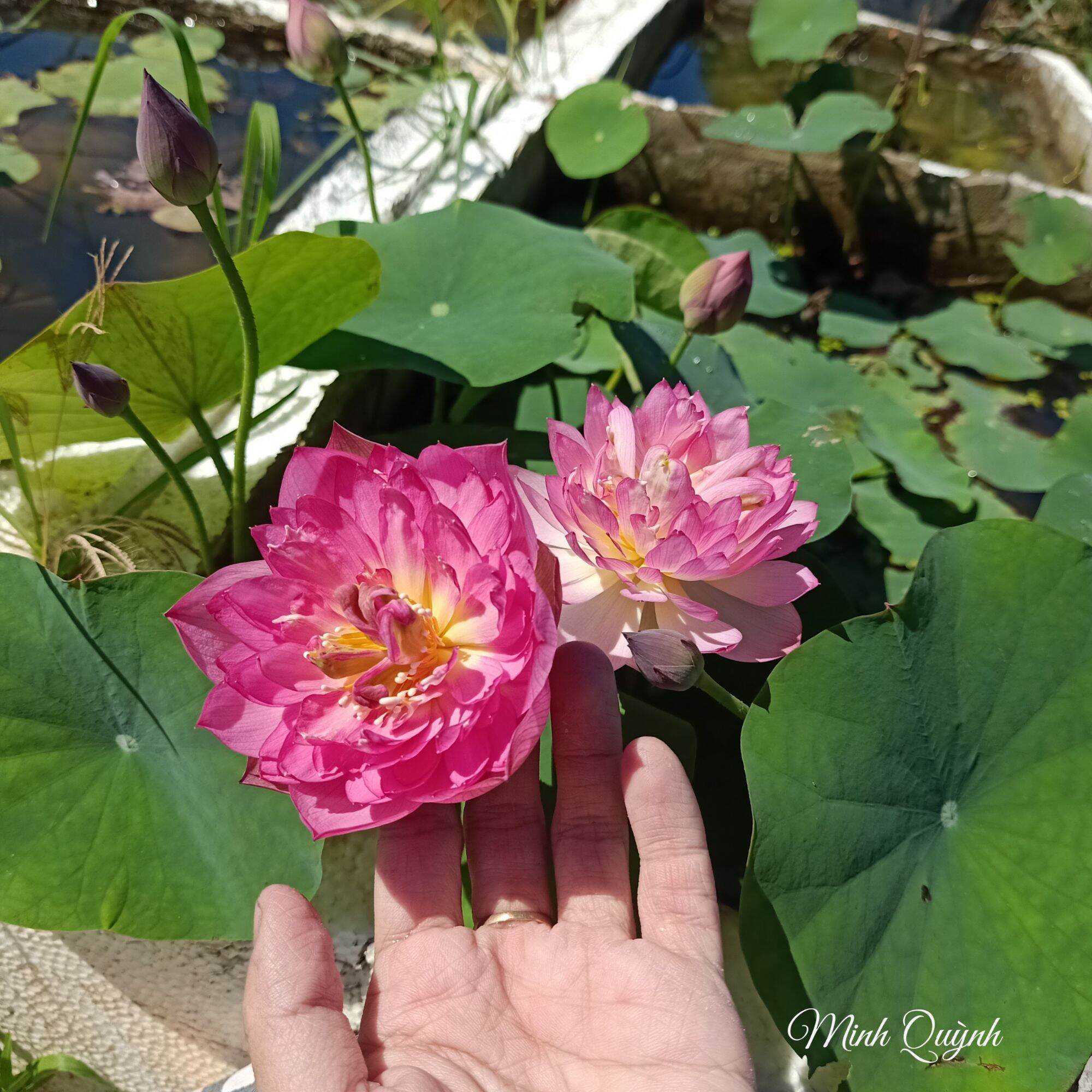 Củ sen mini Pink Butterfly