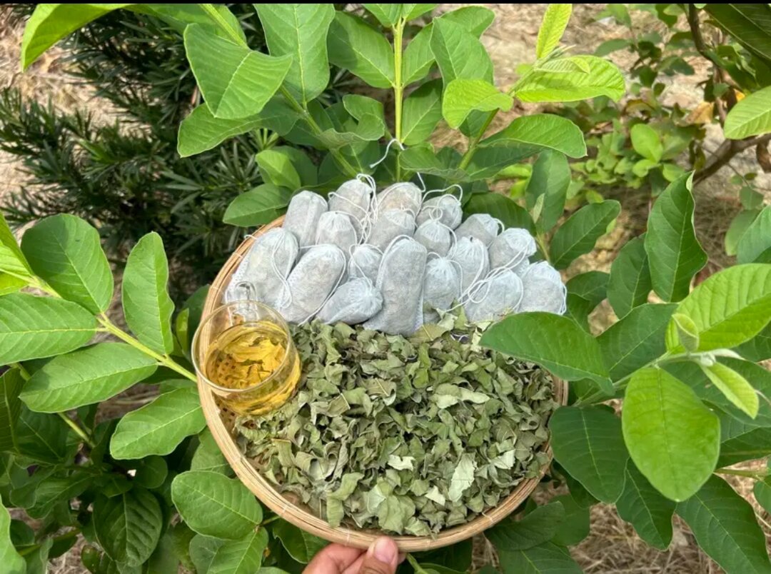 Trà đọt ổi giảm cân 15 gói. ổn định đường huyết