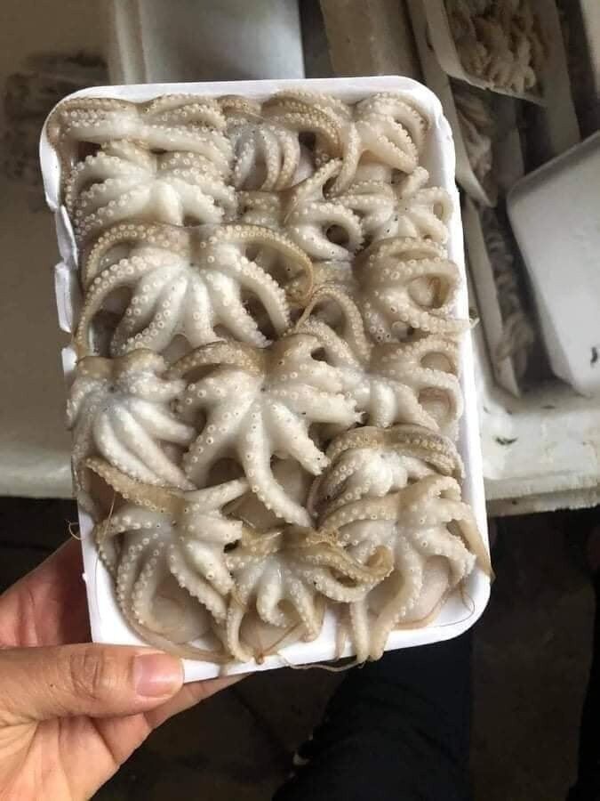 BẠCH TUỘC SỮA NGON S.ii #108k/khay 500g