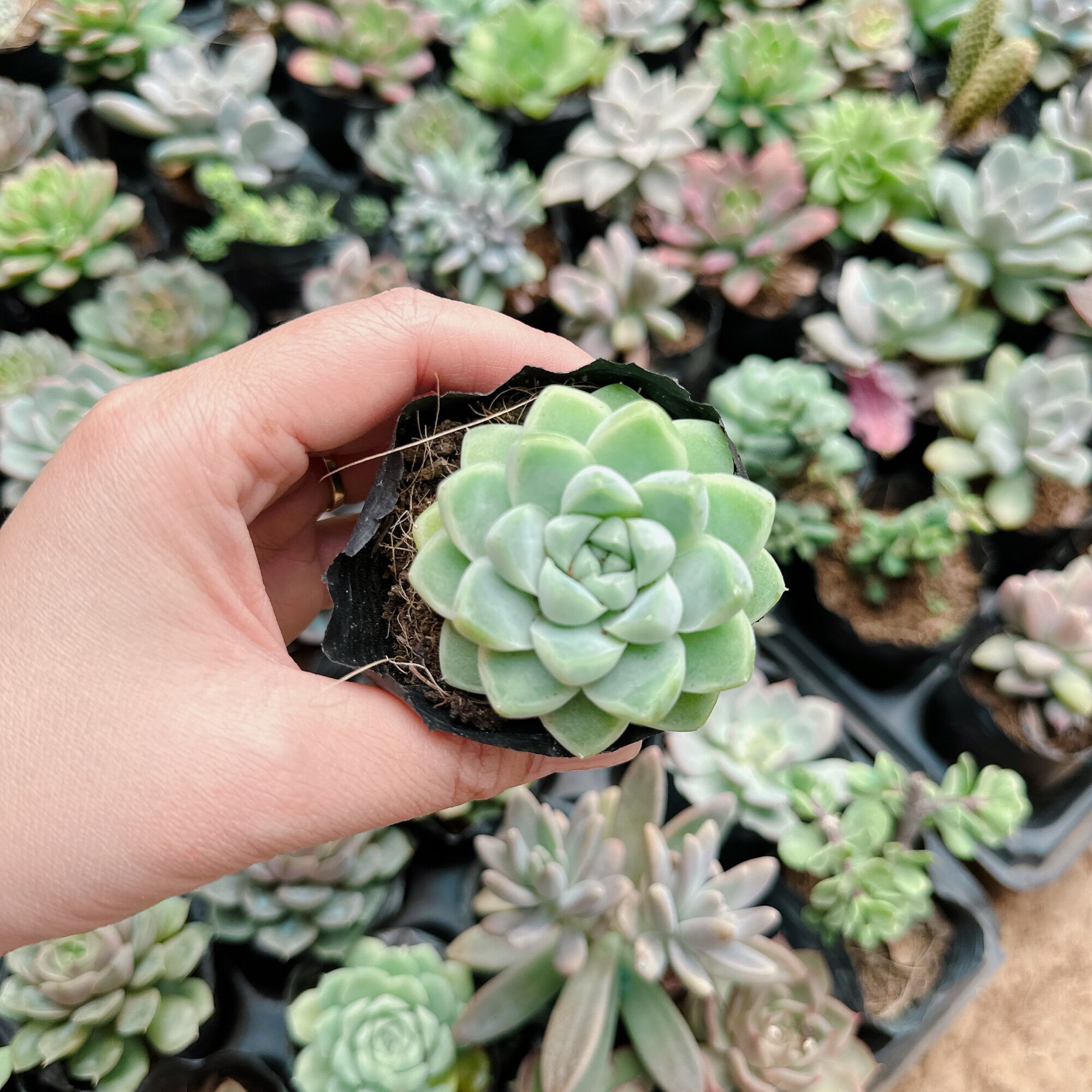 Sen đá tuyết trắng size bầu 3-5cm