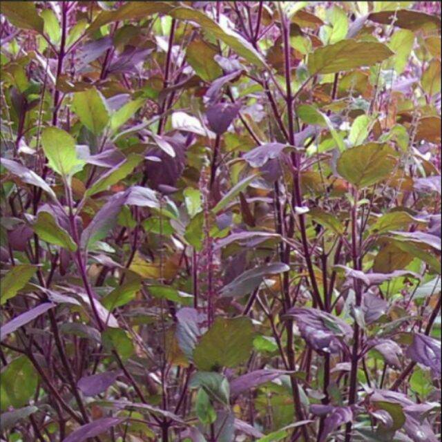 1kg cây hương nhu tía