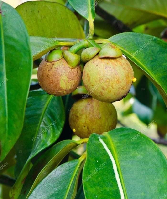 Cây măng cụt thái siêu sớm (2 năm)