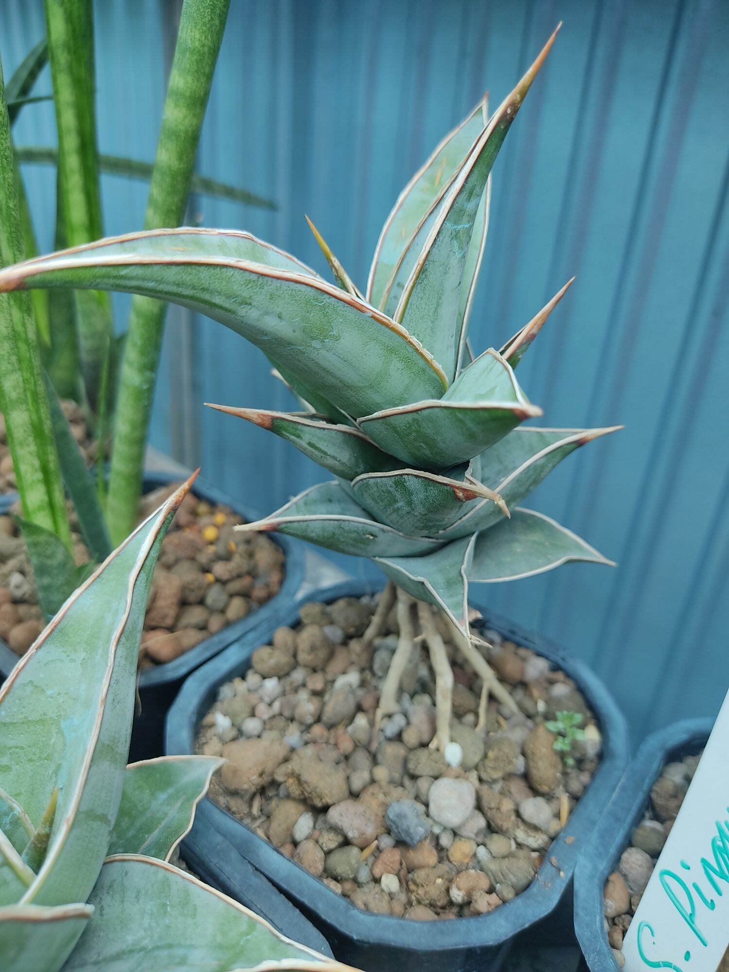 Cây lưỡi hổ lá dày - Sansevieria Pinguicula