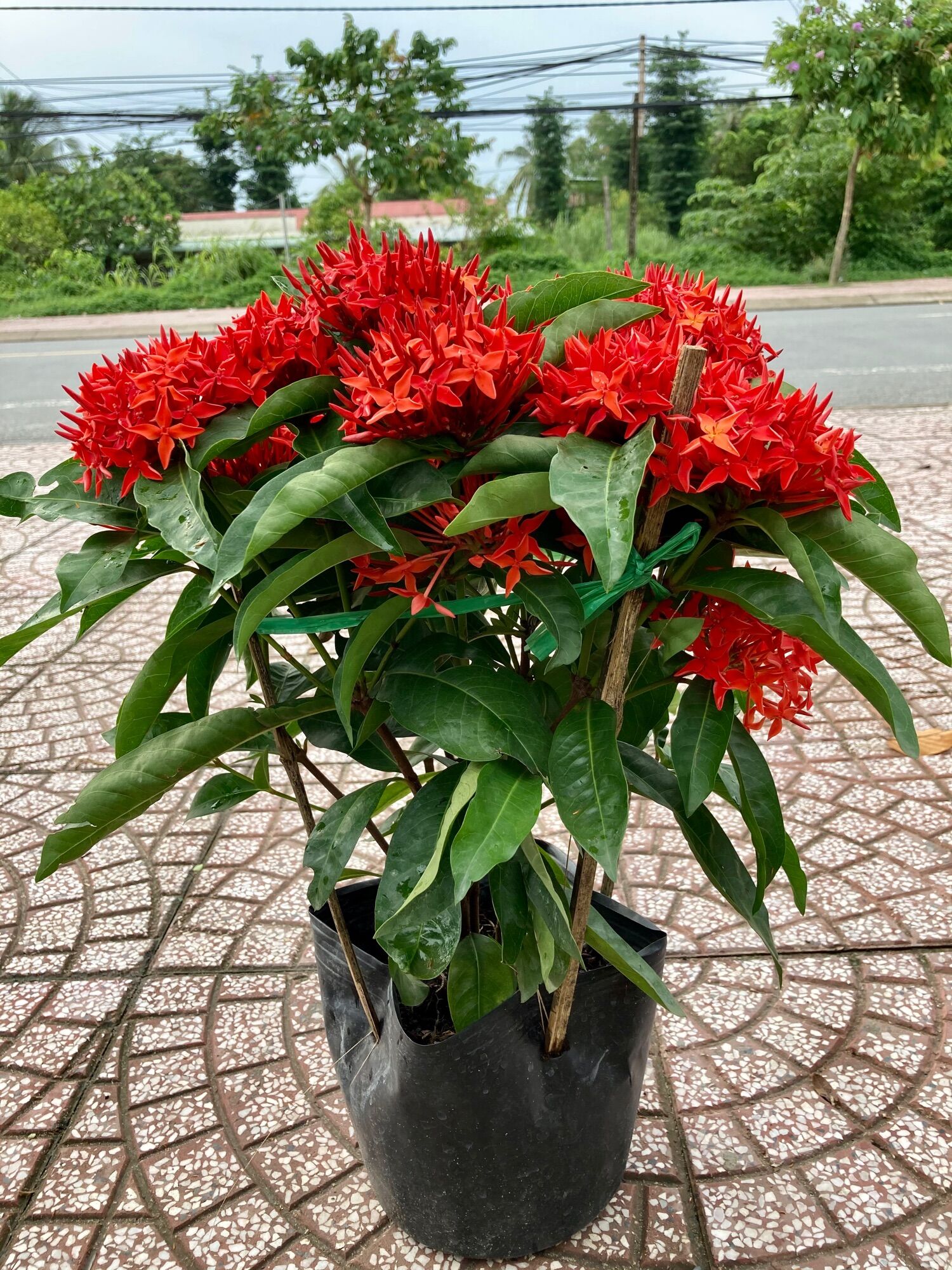 Trang mỹ đỏ- hoa to-hoa quanh năm