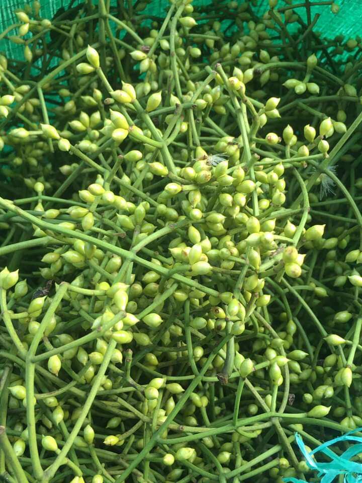 1 kg Nụ Vối phơi khô hàng mói