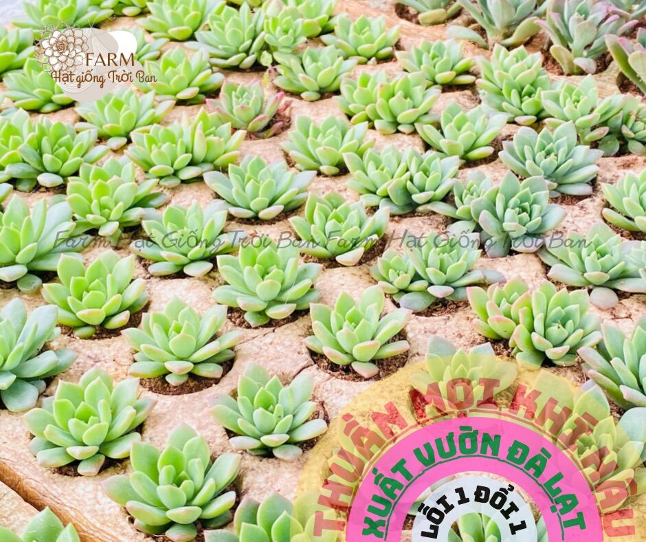 SEN ĐÁ MẶT TRỜI SIZE MINI 🥰FARM HẠT GIỐNG TRỜI BAN 🤩🤩🤩🤩🤩