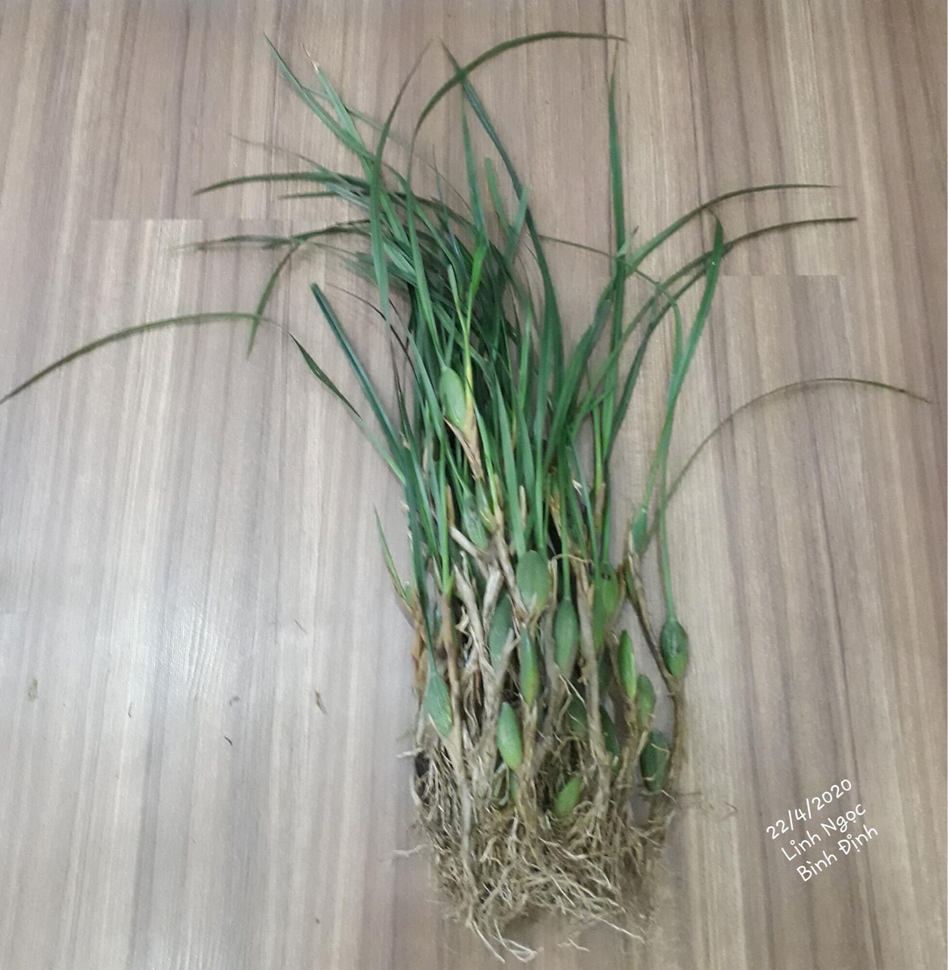 Hoa lan tóc tiên hương dừa lan(1 bó 15 củ) vv