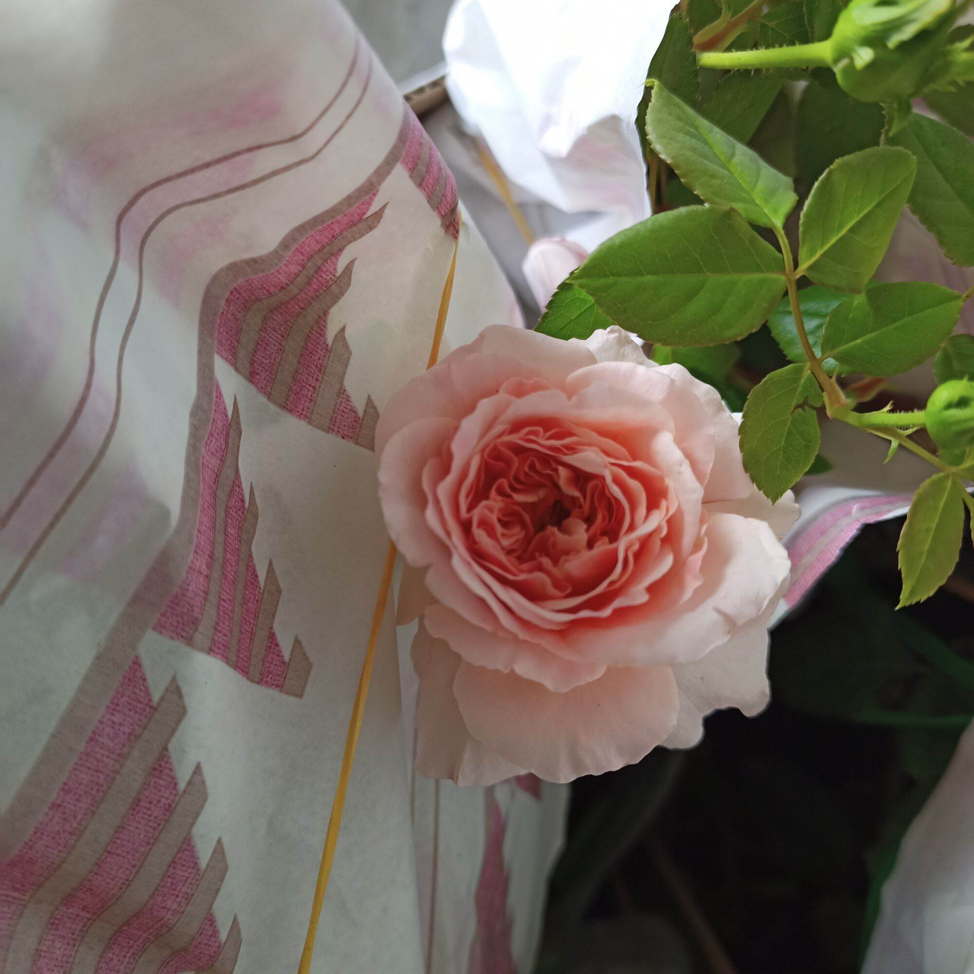 Hoa hồng Abraham darby cao từ 40cm
