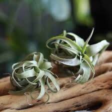 Cây không khí streptophylla