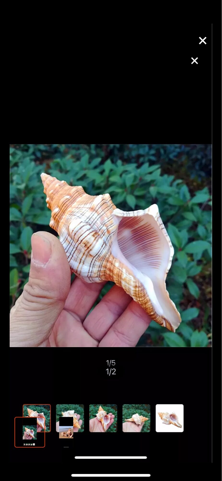 Vỏ ốc cổ lầu