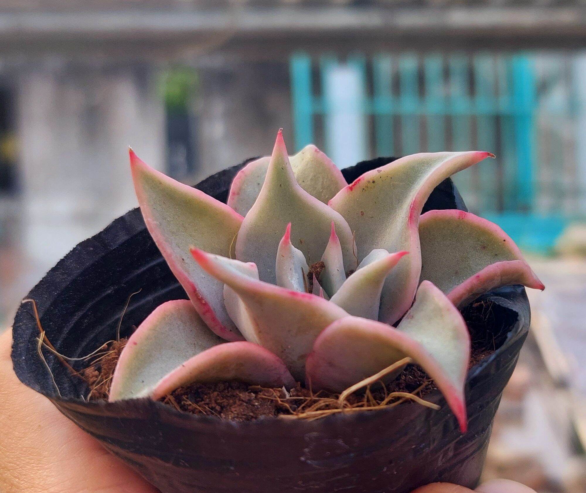 Sen đá madiba size bầu 5-6 cm