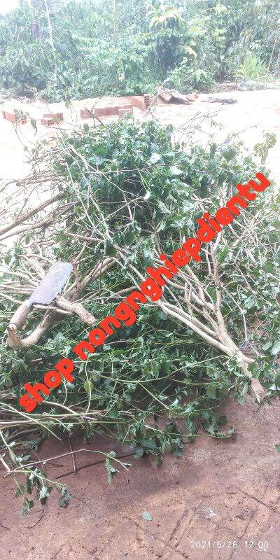 Cây đuôi chuột hoa tím (15c) purple flower rat's tail tree