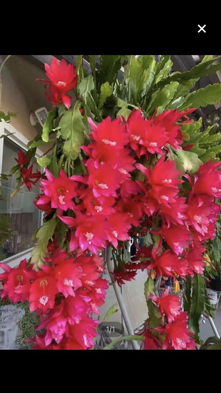 Hoa nhật quỳnh lá giống