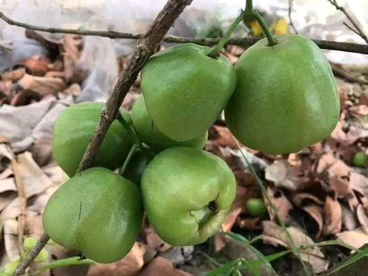 Cây giống mận xanh đường