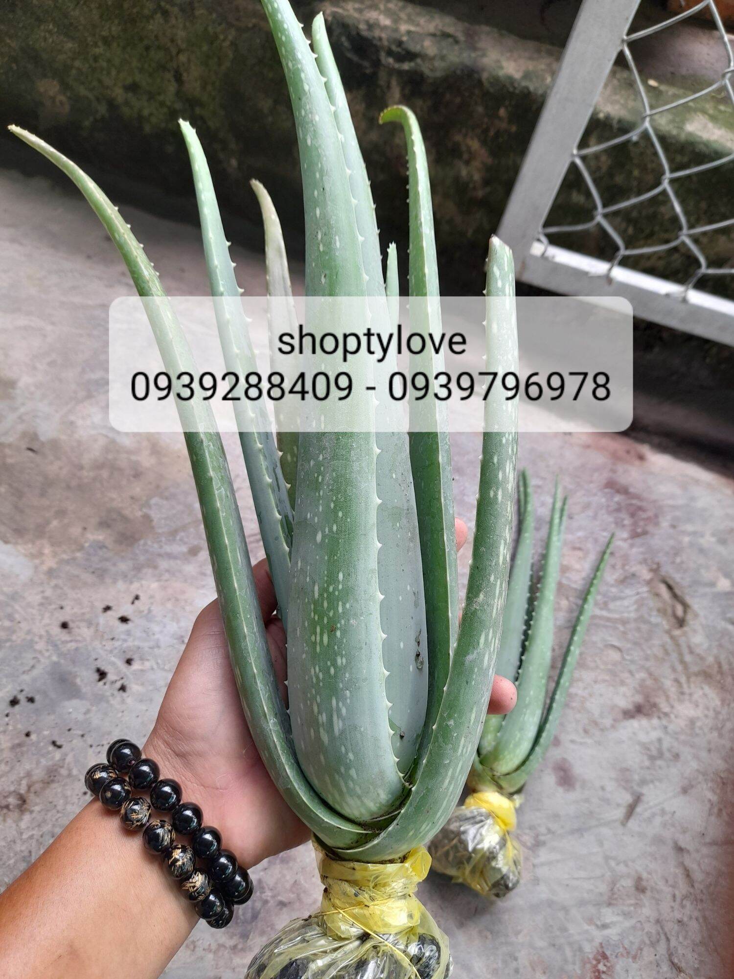 Cây giống nha đam mỹ size nhỡ. nặng 700- 800gr