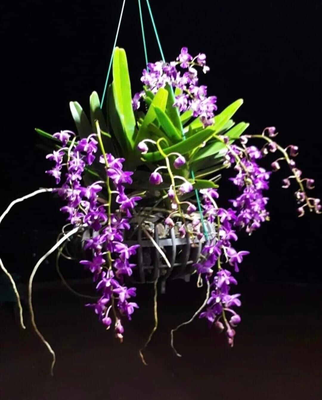 3 cây lan rừng quế tim, hoa thơm dễ trồng