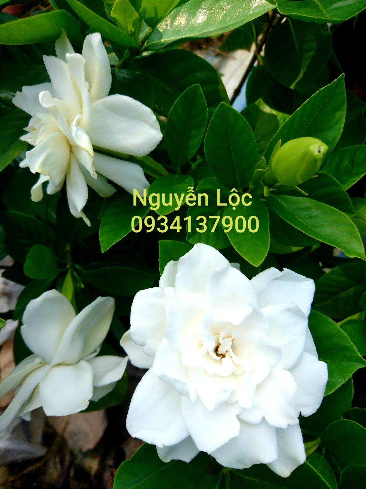 Cây hoa dành dành- bạch thiên hương- Hoa kiểng Nguyễn Lộc- Cây giống chất lượng cao